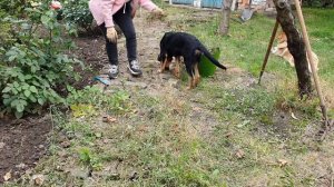 ОСЕННЯЯ УБОРКА В САДУ. Привожу в порядок розарий