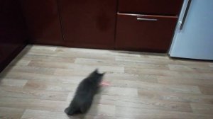 Мейн кун Котенок 3 месяца Голубой солид