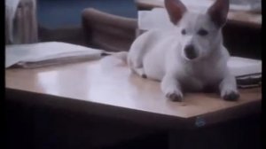 Щен из созвездия гончих псов