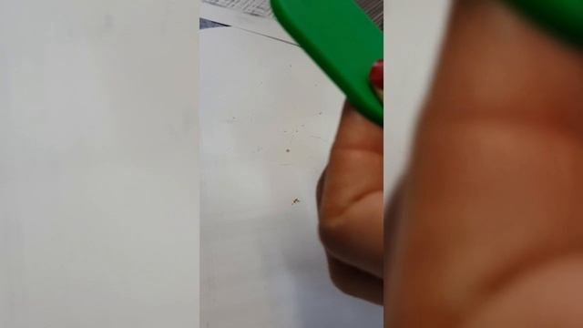 Вши пришли, просто чеши