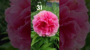 Пион Роуз Харт (Rose Heart)
