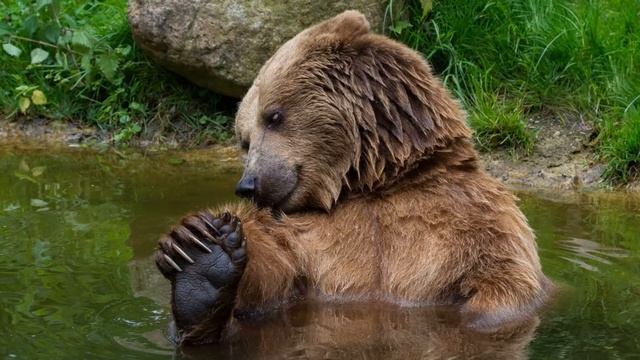 К чему снится МЕДВЕДЬ или видеть во сне МЕДВЕДЯ. ТОЛКОВАНИЕ СНА. Сонник