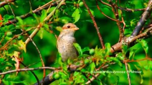 Нежная музыка для души и ЖИЗНИ, а Пение птиц Успокаивает нервную систему