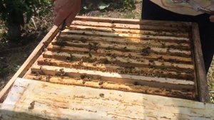 КАК ОПРЕДЕЛИТЬ ЧТО МЁД СОЗРЕЛ? ПАСЕКА ГАТУПОВЫХ