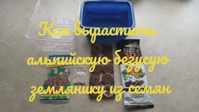 Как вырастить альпийскую безусую землянику из семян