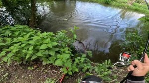 Favorite Black Swan, pierwsze testy, pstrągi.Vlog 93