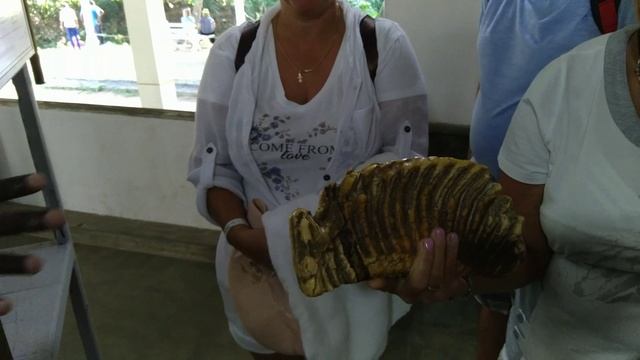 Sri Lanka. Катание, купание и душ на слоне. Первое место посещения из двухдневной экскурсии. смотреть онлайн