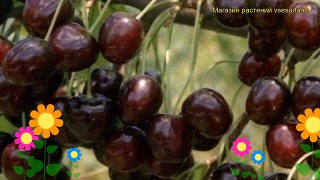 Черешня гибридная Ленинградская черная. Краткий обзор, описание prunus avium Leningradskaia chernai смотреть онлайн