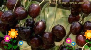 Черешня гибридная Ленинградская черная. Краткий обзор, описание prunus avium Leningradskaia chernai