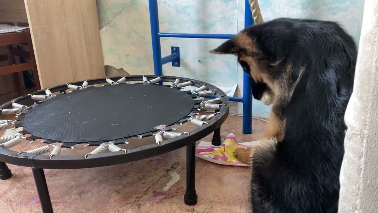 Как выросла моя немецкая овчарка Локки 3,5 месяца смотреть онлайн