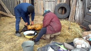 как закололоть поросёнка и разделать правильно