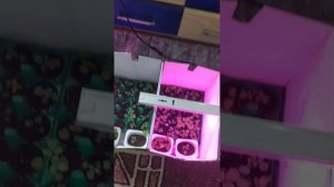 Сравнение растений которые освещаются Квантум Бордом (Quantum Board) и обычной диодной фитолампой