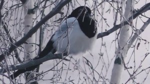 Сорока, ворона