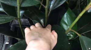 HUGE Alocasia Frydek at Costco! Costco Plant Shopping With Me
