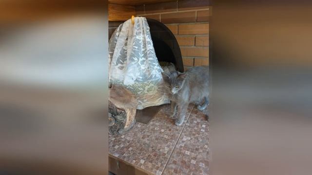 Милые животные Кошка рожает - собака переживает. смотреть онлайн