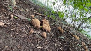 Upright coral fungus (Ramaria stricta) - November 2022