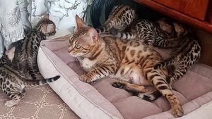 VID_20240507_135931.mp4