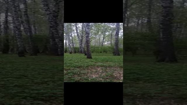 Весенний лес