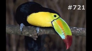 #721. Туканы (В мире животных)