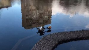 Пегарь в Москве. Гибрид Огаря и Пеганки