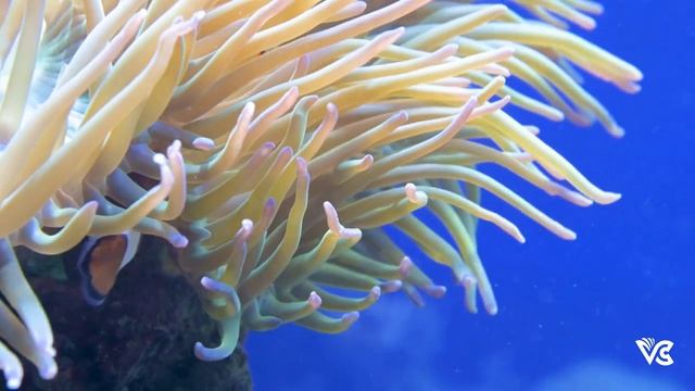 Ameoba Ep. 11 #protista #ameoba #taxonomy #microbiology #biology #lecture #podcast #podcasts смотреть онлайн