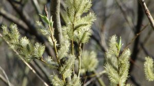 Вербные зарисовки