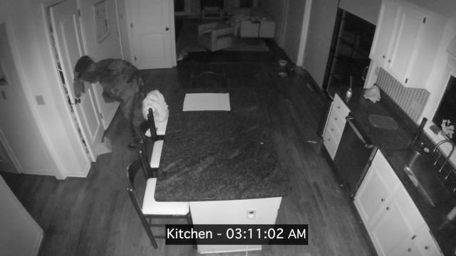 We Bought a DOG Off the Dark Web?! смотреть онлайн