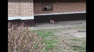 Котенок занимается спортом