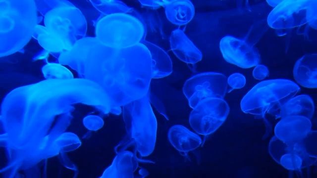 В каких продуктах содержится больше всего йода? смотреть онлайн