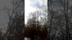 Ягдтерьер охота на фазана нежданчик, ягд 1,5 года, поднял фазана в центре города