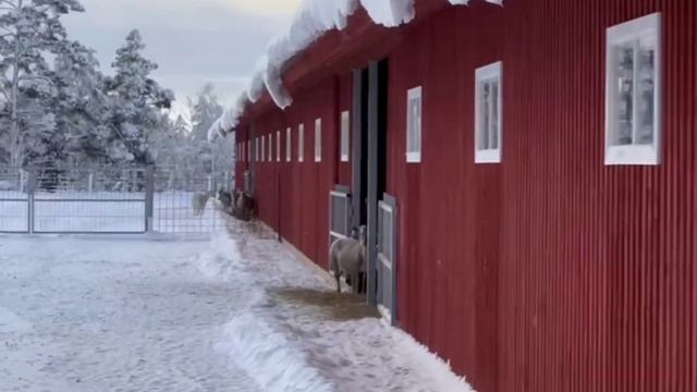 Катумская порода овец — круглогодичное вольерное содержание на улице в любых климатических условиях смотреть онлайн