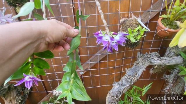 🇺🇦 Прості орхідеї Дендробіум та їх особливі кейки. Dendrobium ceraula, Dendrobium victoria reginae. смотреть онлайн