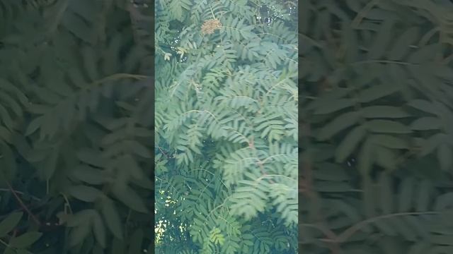 РЯБИНОВЫЕ ДАЛИ БЕЗ КРАЯ.