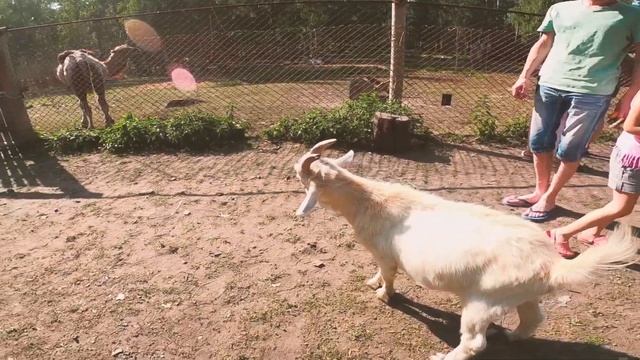 Оленья ферма "Бархатные рога" смотреть онлайн