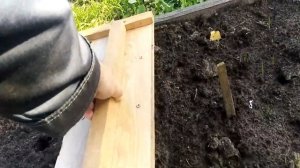 Сажаем зимний чеснок. Приспособление для облегчения посадки.