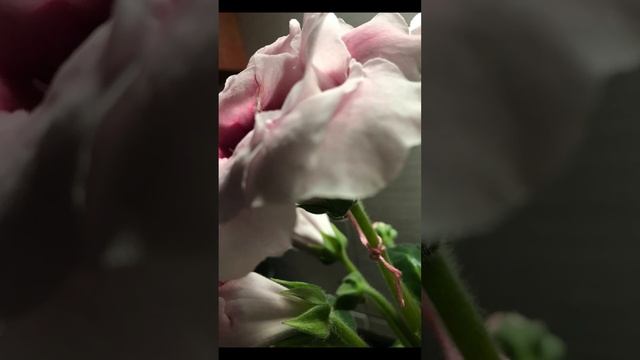 Глоксиния: цветение и перекрестное опыление ? смотреть онлайн