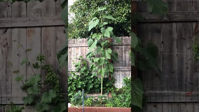 Giant Sunflower 🌻