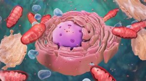 Как рассчитать БЖУ| Правильное питание. Лекция из онлайн фитнес курса