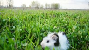 В поля с Морской Свинкой/Свинка на прогулке