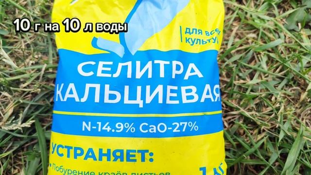Вершинной гнили НЕ будет, ЕСЛИ ...  Вершинная Гниль на Томатах. КАК избавиться от Вершинной  Гнили.