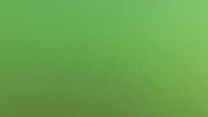 ВОТ ЭТО ДА ПОКЛЕВКА НА ПОПЛАВОК, КРУПНОГО ОКУНЯ ГОРБЫЛЯ КРУПНЫМ ПЛАНОМ.