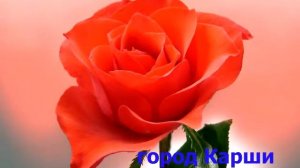 Фарход город Карши посёлок Ханабад