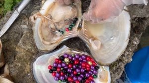 Look for pearl oysters in the creek, collect purple pearls, and feed the ducks with mussel meat