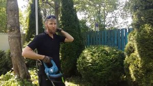 Стрижка туи в форму шара #1