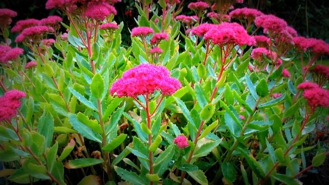 СЕДУМ - СКРОМНАЯ КРАСОТА В САДУ смотреть онлайн