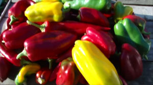 Самые урожайные и крупноплодные сладкие перцы 10 августа 2019 года!