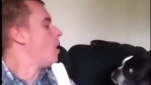 Видео приколы: животные онлайн, смешные кошки и собаки смотреть онлайн