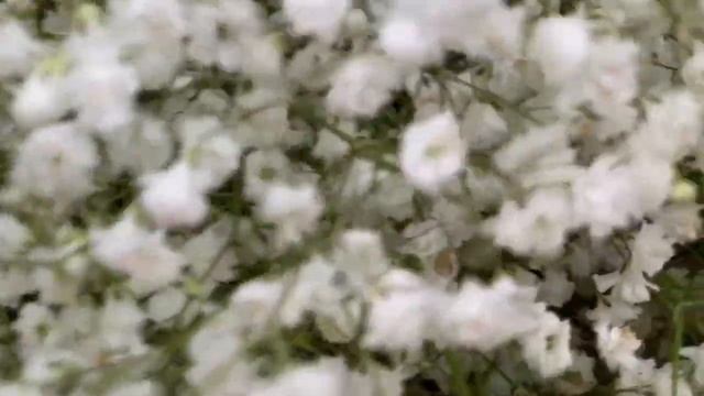 Букет цветов из 25 белых гипсофил смотреть онлайн