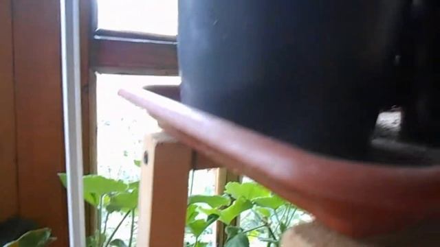 пеларгония в тёплом октябре смотреть онлайн