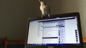 Попугай Калита-Монах (квакер) танцует/ Quaker parrot dancing